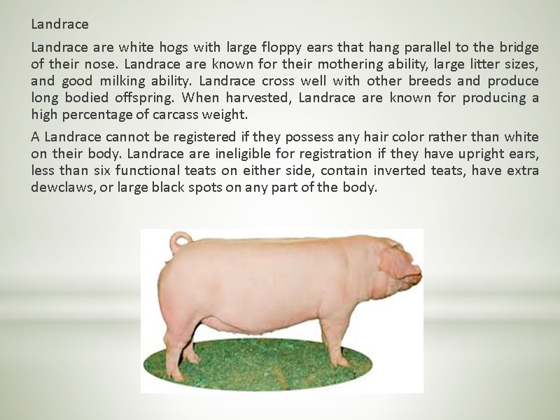 Landrace  Landrace are white hogs with large floppy ears that hang parallel to